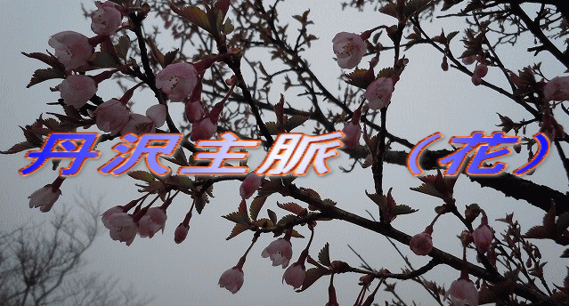 丹沢主脈　（花）