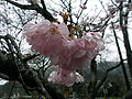 桜の仲間